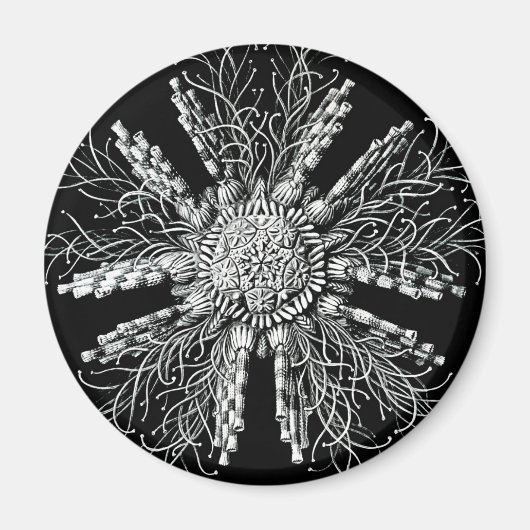 Echinidea Magnet (Vorne)