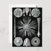 Echinidea Postcard Postkarte (Vorne/Hinten)