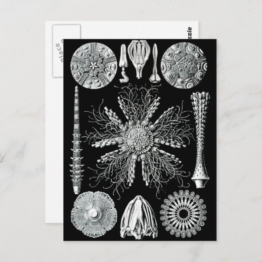 Echinidea Postcard Postkarte (Vorne/Hinten)