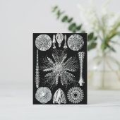 Echinidea Postkarte (Stehend Vorderseite)