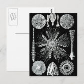 Echinidea Postkarte (Vorne/Hinten)