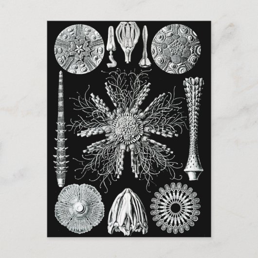 Echinidea Postkarte (Vorderseite)
