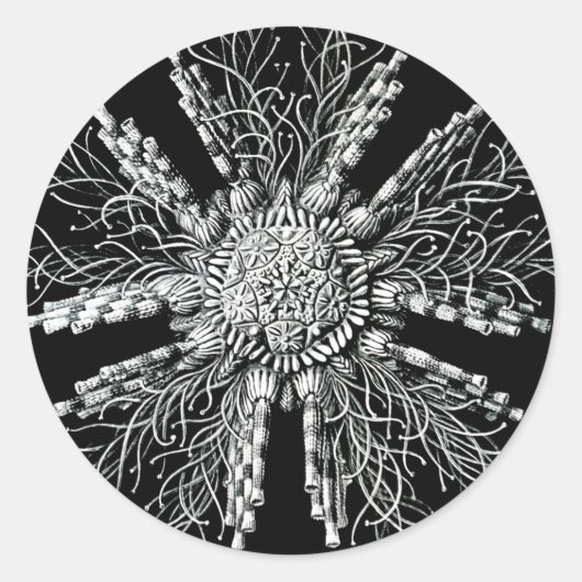 Echinidea Sticker (Vorderseite)