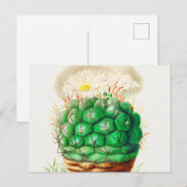 Echinocactus Cactus Vintag illustriert Postkarte (Vorne/Hinten)