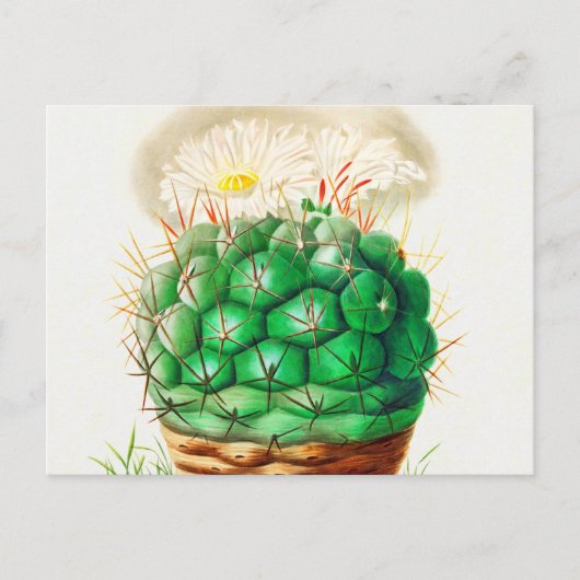 Echinocactus Cactus Vintag illustriert Postkarte (Vorderseite)