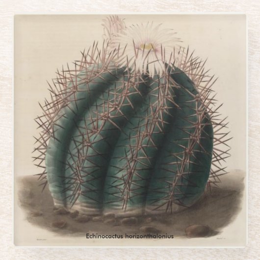 Echinocactus horizonthalonius Kaktus-Untersetzer Glasuntersetzer (Vorderseite)