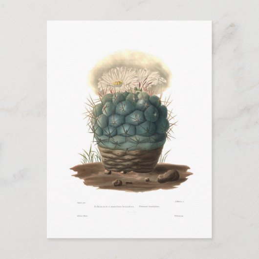 Echinocactus Postkarte (Vorderseite)