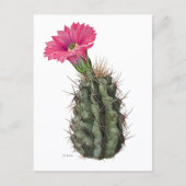 Echinocereus Cactus Mary Emily Eaton Postkarte (Vorderseite)