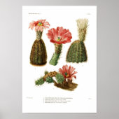 Echinocereus Poster (Vorne)
