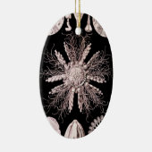 Echinoidea - Sea Urchins Keramik Ornament (Rechts)