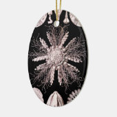 Echinoidea - Sea Urchins Keramik Ornament (Links)