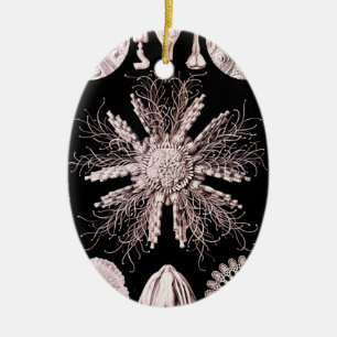 Echinoidea - Sea Urchins Keramik Ornament
