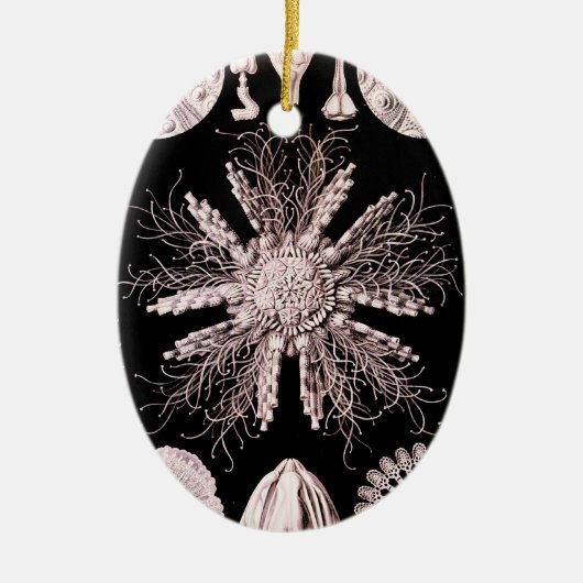 Echinoidea - Sea Urchins Keramik Ornament (Vorne)