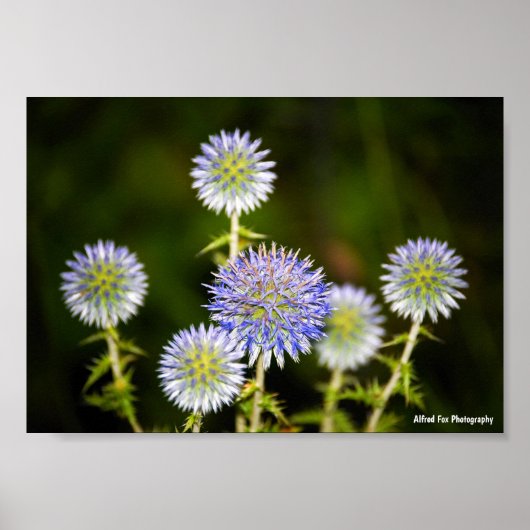 Echinops Sphaerocephalus, Drüsen-Kugeldisteln Poster (Vorne)