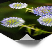Echinops Sphaerocephalus, Drüsen-Kugeldisteln Poster (Ecke)