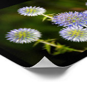 Echinops Sphaerocephalus, Drüsen-Kugeldisteln Poster (Ecke)