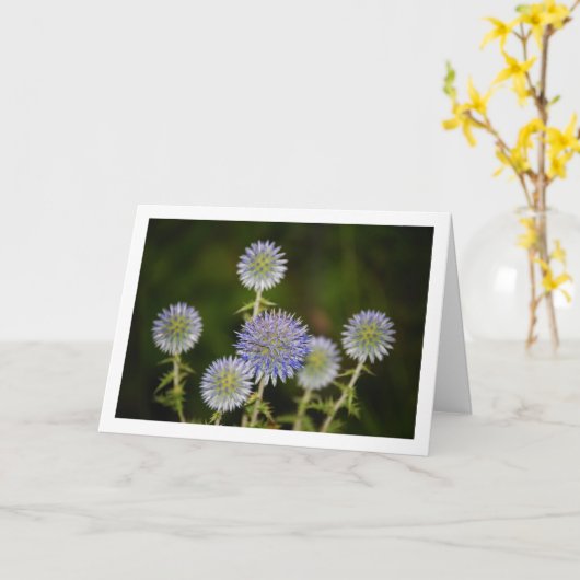 Echinops Sphaerocephalus, Glandular Globe thistle Karte (Gelbe Blume)
