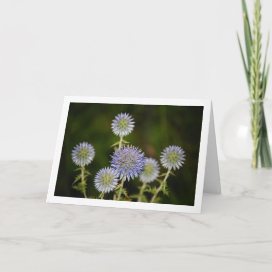 Echinops Sphaerocephalus, Glandular Globe thistle Karte (Vorderseite)