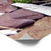 Echinopsis Bruchii Poster (Ecke)