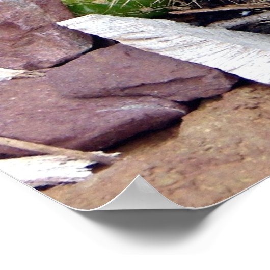 Echinopsis Bruchii Poster (Ecke)