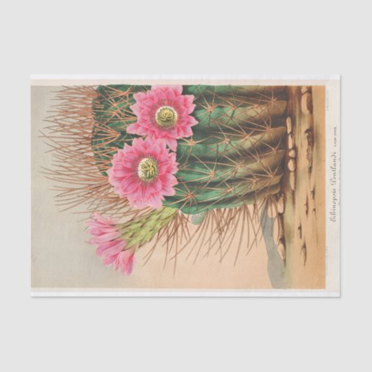Echinopsis Pentlandi von Charles Antoine Lemaire Seidenpapier (Vorderseite)