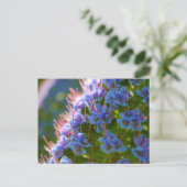 Echium Candicans Postkarte (Stehend Vorderseite)