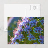 Echium Candicans Postkarte (Vorne/Hinten)