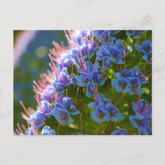 Echium Candicans Postkarte (Vorderseite)