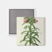 Echium Grandiflorum Magnet (Vorderseite/Rückseite)