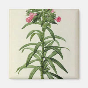 Echium Grandiflorum Magnet