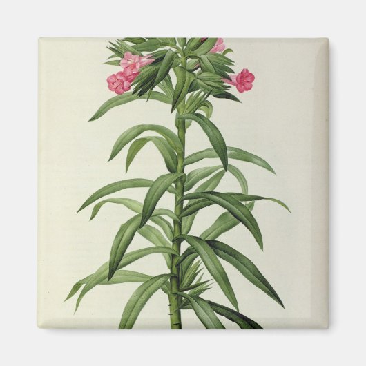 Echium Grandiflorum Magnet (Vorne)
