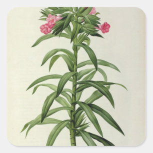 Echium Grandiflorum Quadratischer Aufkleber