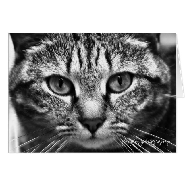 Echo (Vorderseite (Horizontal))