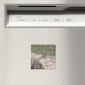 Echse Magnet (In Situ (Geschirrspüler))
