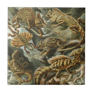 Echsen von Ernst Haeckel Vintage Lacertilia Tier Fliese