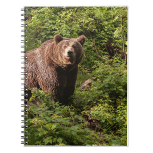 echte Bärengeschenke, Grizzlybär, Grizzlybären-Jou Notizblock