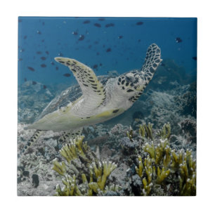 Echte Karettschildkröte Schwimmen Fliese