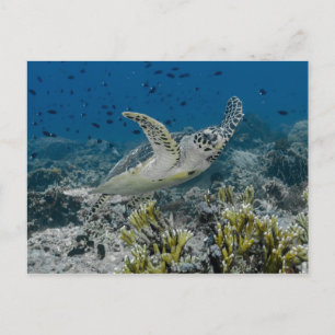 Echte Karettschildkröte Schwimmen Postkarte