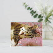 Echte Katze, Fake Cat Postkarte (Stehend Vorderseite)