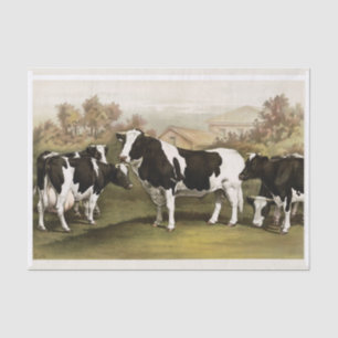 Echte (nicht KI) Vintage-Kühe auf einem Feld Seidenpapier
