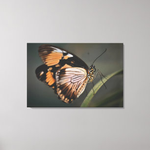 echte Schmetterlingswandkunst, Schmetterling, Schm Leinwanddruck
