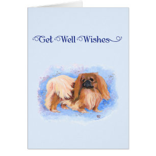 Echter Blauer Pekinese