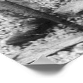 Echter großer Fisch, Anfang des 19. Jahrhunderts Poster (Ecke)