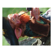 echter Kobold Fotodruck (Vorne)