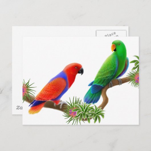 Eclectus Birds Postcard Postkarte (Vorne/Hinten)