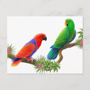 Eclectus Birds Postcard Postkarte