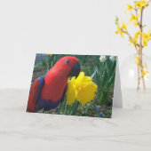 Eclectus Narzisse -- Groß Karte (Gelbe Blume)
