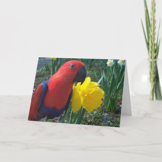 Eclectus Narzisse -- Groß Karte (Vorderseite)