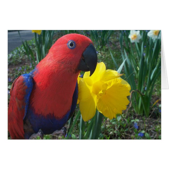 Eclectus Narzisse--Klein (Vorderseite (Horizontal))