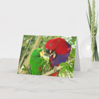 Eclectus Paare Karte